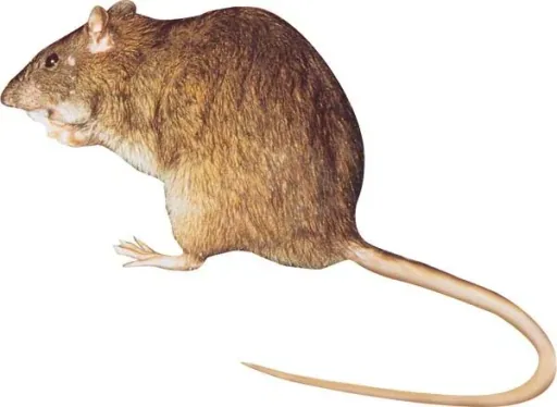 Wooden rat trap - 1 pc.