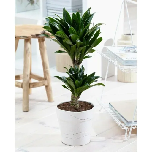 Bloem-up Air-Purifying Houseplants - Mix Set - 25 - 45 cm - 5 pieces