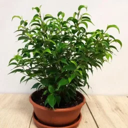 Flower-up Weeping Figs Ficus Benjamina 3 Pieces 25-35 Cm Ficus benjamina Green Kinky, Kinky & Natasja