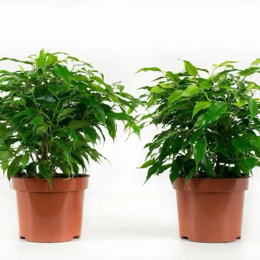 Flower-up Weeping Figs Ficus Benjamina 3 Pieces 25-35 Cm Ficus benjamina Green Kinky, Kinky & Natasja