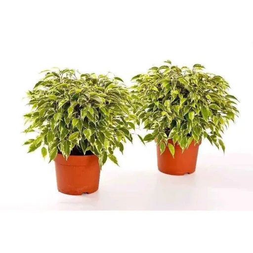 Flower-up Weeping Figs Ficus Benjamina 3 Pieces 25-35 Cm Ficus benjamina Green Kinky, Kinky & Natasja