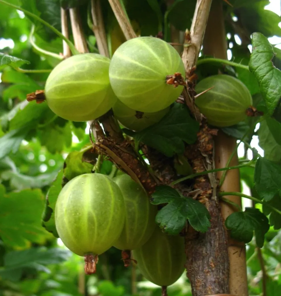 Green columnar gooseberry "Mucurines"