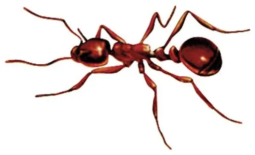 The Insect Shark / Insect Spray, 500 ml