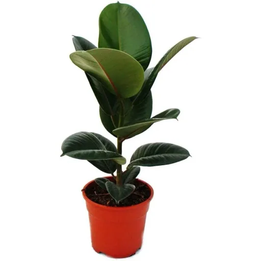 lower-up rubber trees houseplants Ficus Elastica Set of 4 pieces 30-40 cm 2x Ficus elastica Abidjan 2x Ficus elastica Tinek