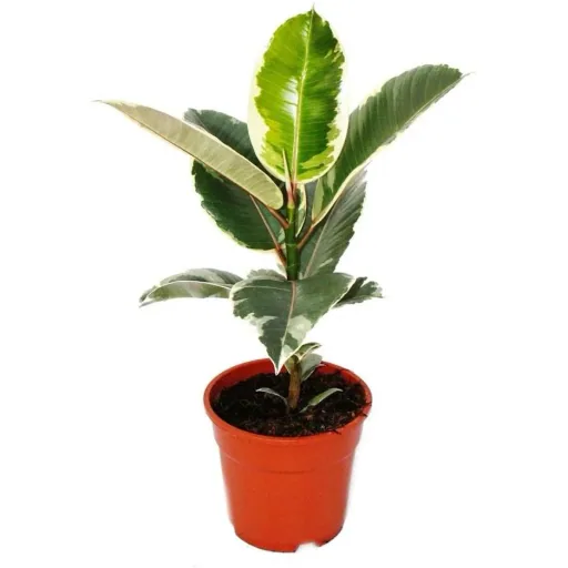 lower-up rubber trees houseplants Ficus Elastica Set of 4 pieces 30-40 cm 2x Ficus elastica Abidjan 2x Ficus elastica Tinek