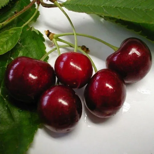 Dwarf sweet cherry "Lapins" bush, in a 10L container, high burst resistance