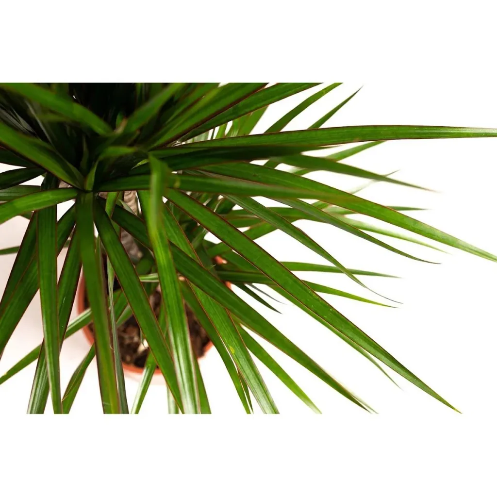 Flowering Dragon Tree - Dracaena Marginata - Large - 75-80cm - 2 Plants