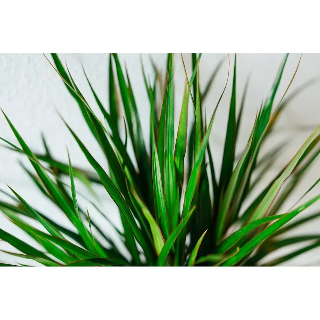 Flowering Dragon Tree - Dracaena Marginata - Large - 75-80cm - 2 Plants
