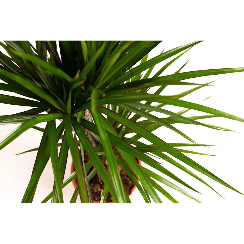 Flowering Dragon Tree - Dracaena Marginata - Large - 75-80cm - 2 Plants