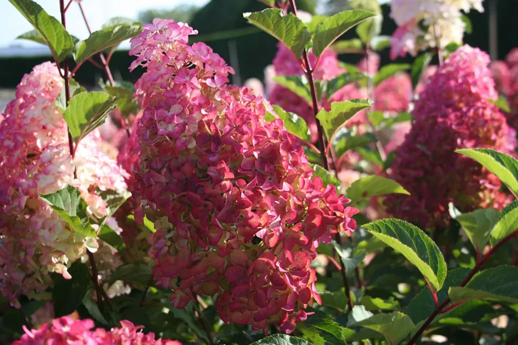 Panicle Hydrangea Fraise Melba - Hydrangea paniculata - 12 L pot 60-80 cm