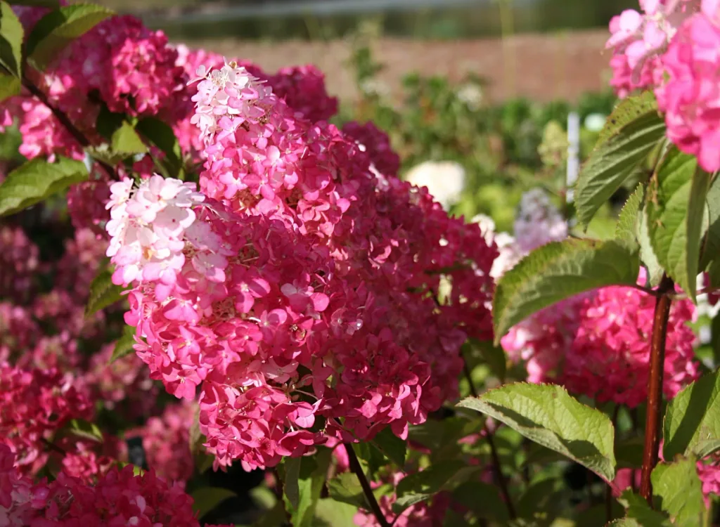 Panicle Hydrangea Fraise Melba - Hydrangea paniculata - 12 L pot 60-80 cm