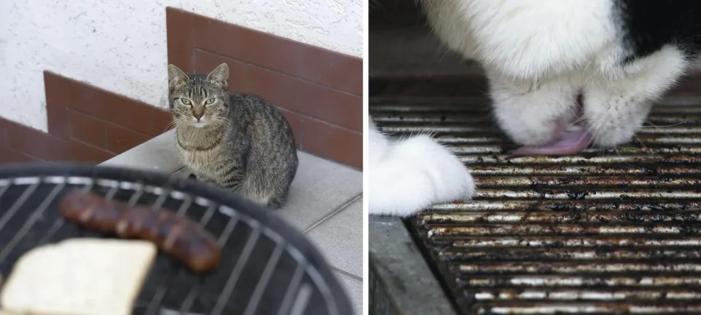 Solar dog and cat repellent