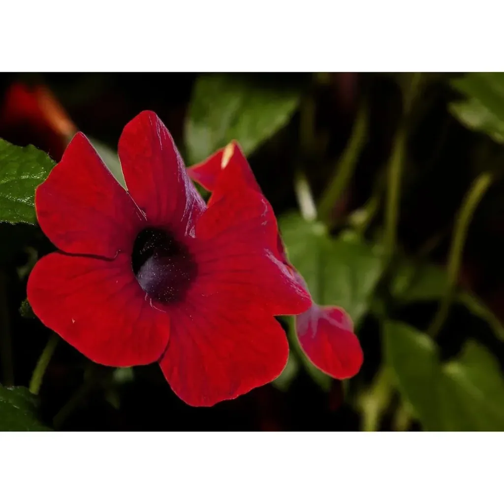 Flowering Thunbergia Set - 6 pieces - 30-38 cm