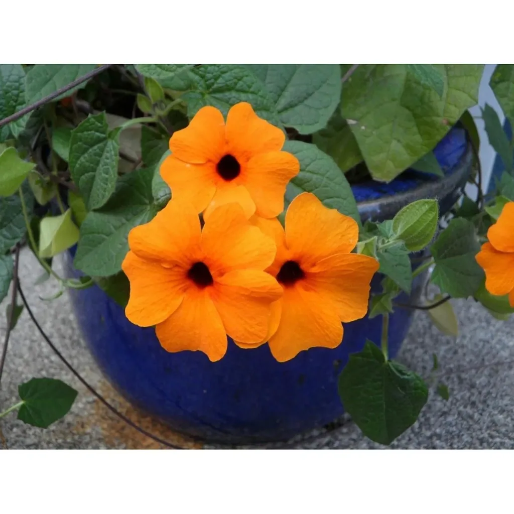 Flowering Thunbergia Set - 6 pieces - 30-38 cm