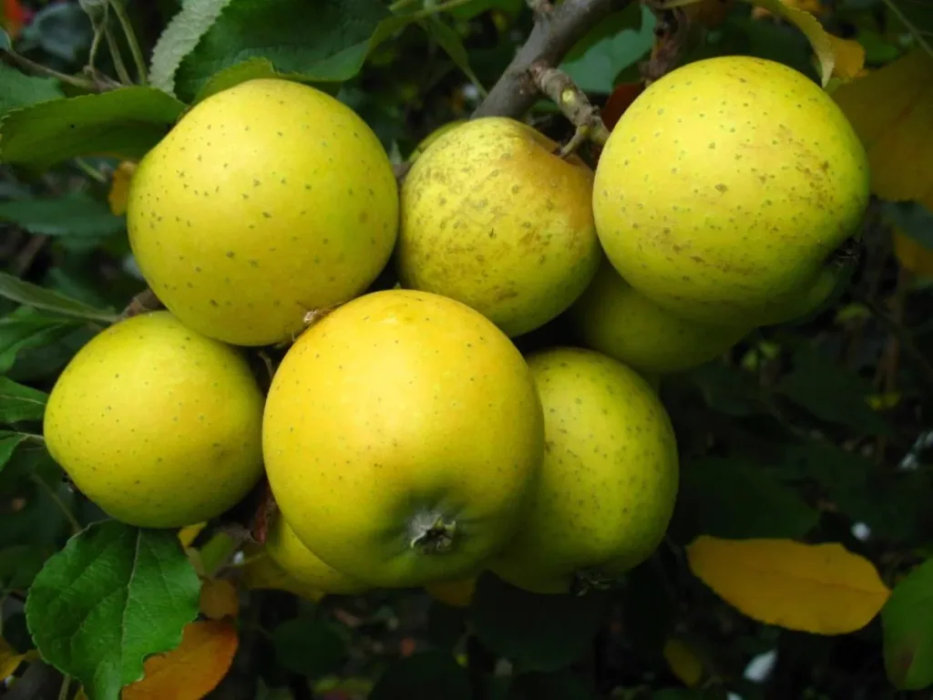 Columnar apple "Ananasrenette", 7.5L container, firm, juicy, unique aroma