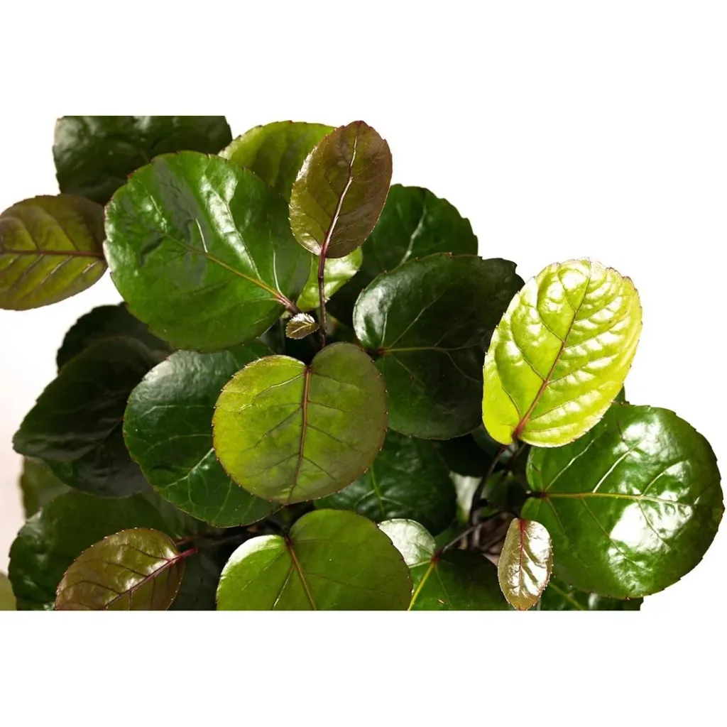 Flower top Aralia - Polyscias Fabian - Large - 55-65cm - 1 piece
