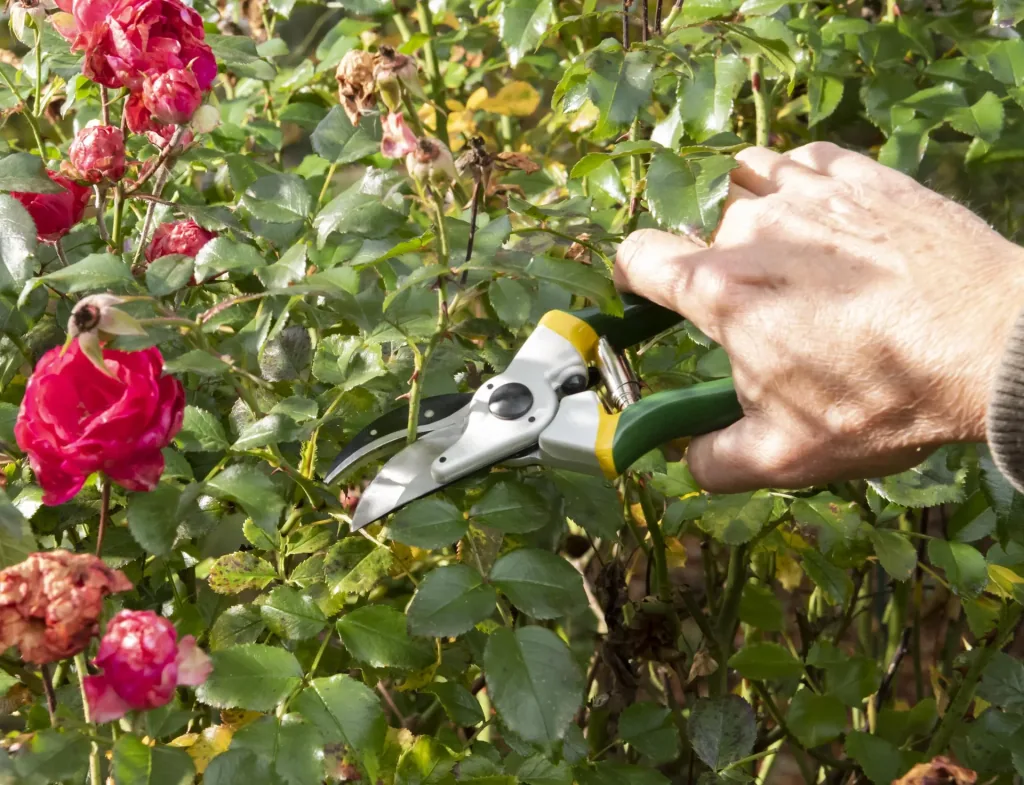 One-handed garden shears, Classic