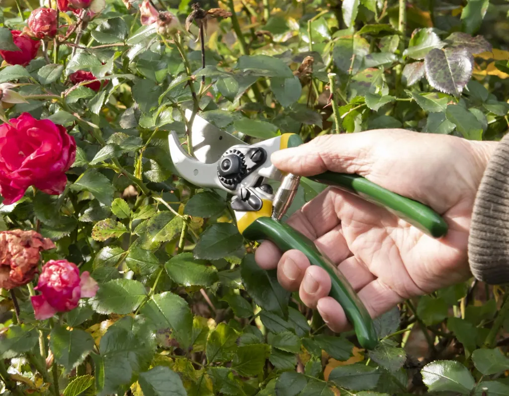 One-handed garden shears, Classic