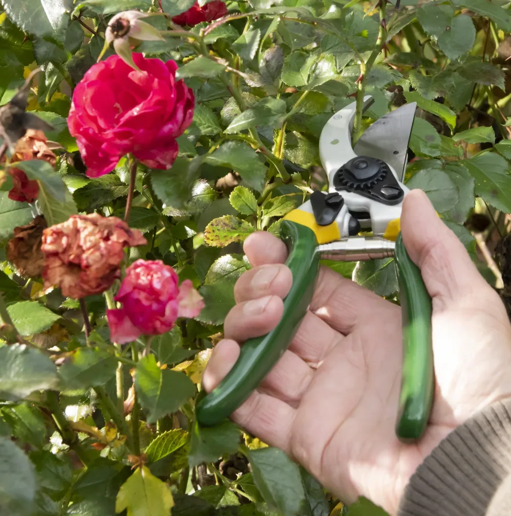 One-handed garden shears, Classic