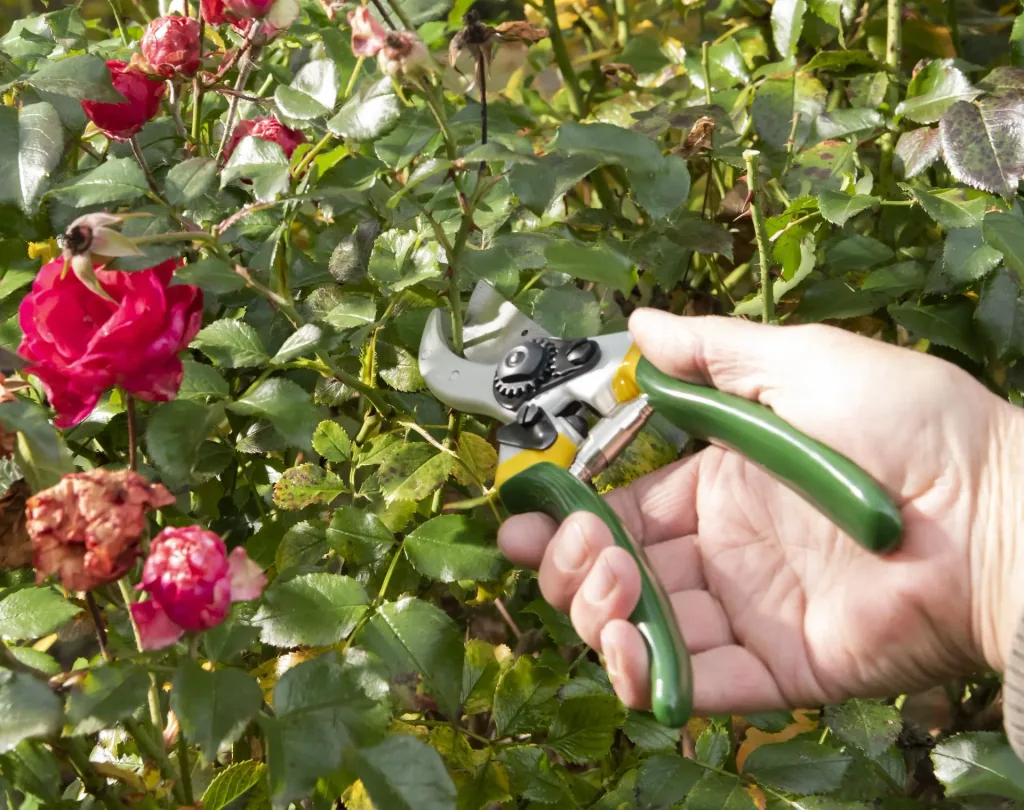 One-handed garden shears, Classic