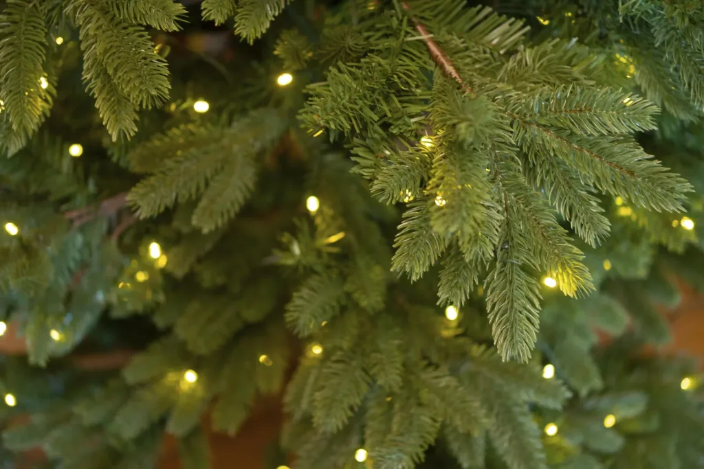 Christmas tree Roswell pine 150 cm