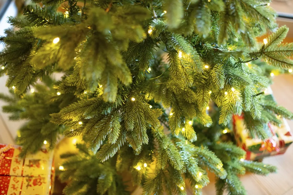 Christmas tree Roswell pine 150 cm