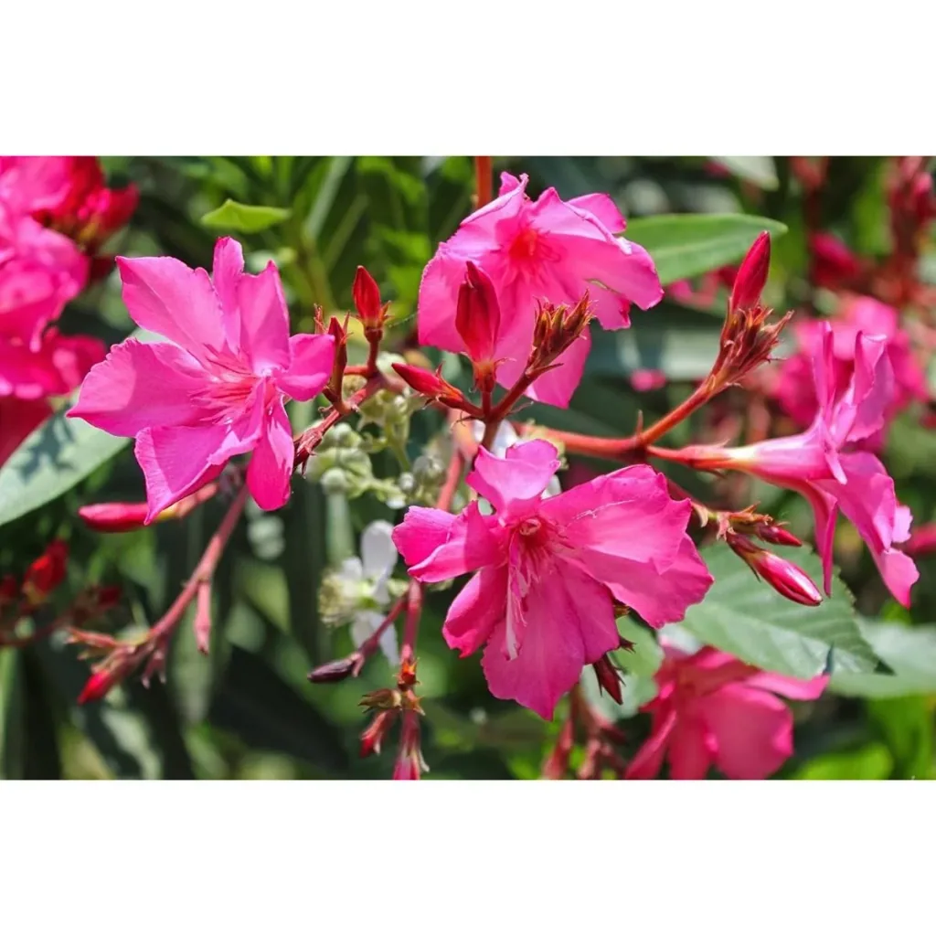 Flowering Thunbergia set - 3 pieces - 30-38 cm