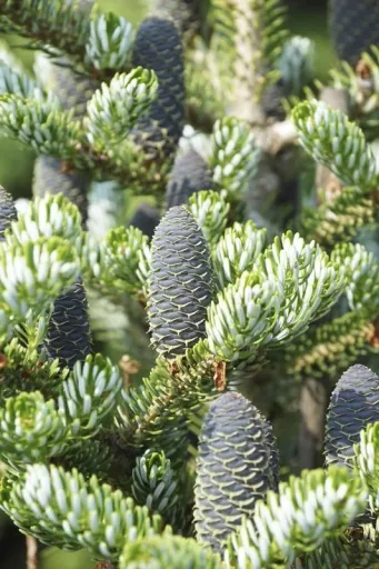 Korean fir Silberlocke - Abies koreana - solitary tree with ball 125-150 cm