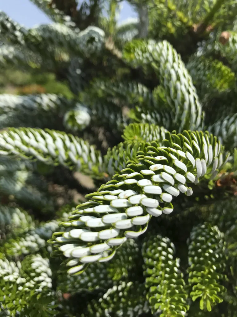 Korean fir Silberlocke - Abies koreana - solitary tree with ball 125-150 cm