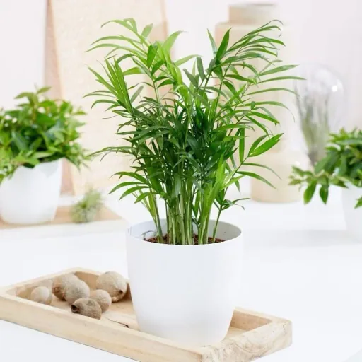 Flowering Mexican Mountain Palm - Chamaedorea Elegans - Large - 50-60cm - 1 piece
