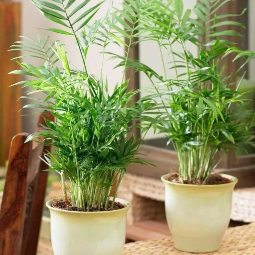 Flowering Mexican Mountain Palm - Chamaedorea Elegans - Large - 50-60cm - 1 piece