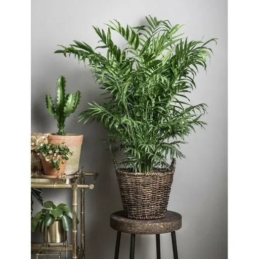 Flowering Mexican Mountain Palm - Chamaedorea Elegans - Large - 50-60cm - 1 piece