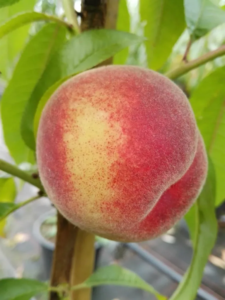 Peach "Kernechter v. Vorgebirge" half-standard, 10L container