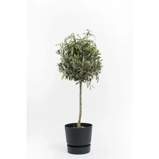 Flowering Acer mixed set of 8 -Yes