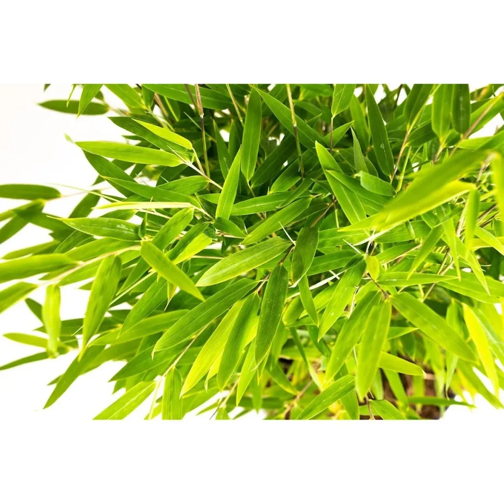 Flower-up Bamboo "Non-rotting" Medium - Fargesia - 40-60cm - 2 pieces