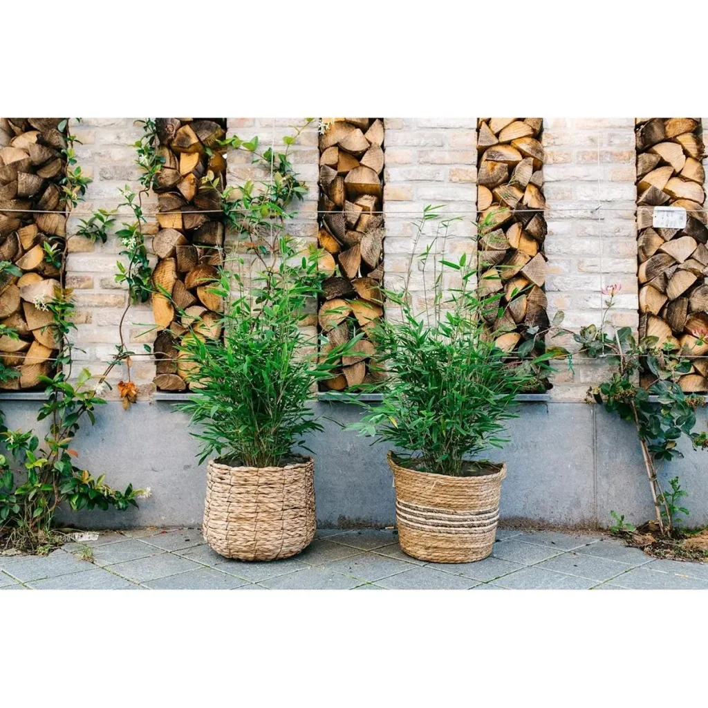 Flower-up Bamboo "Non-rotting" Medium - Fargesia - 40-60cm - 2 pieces