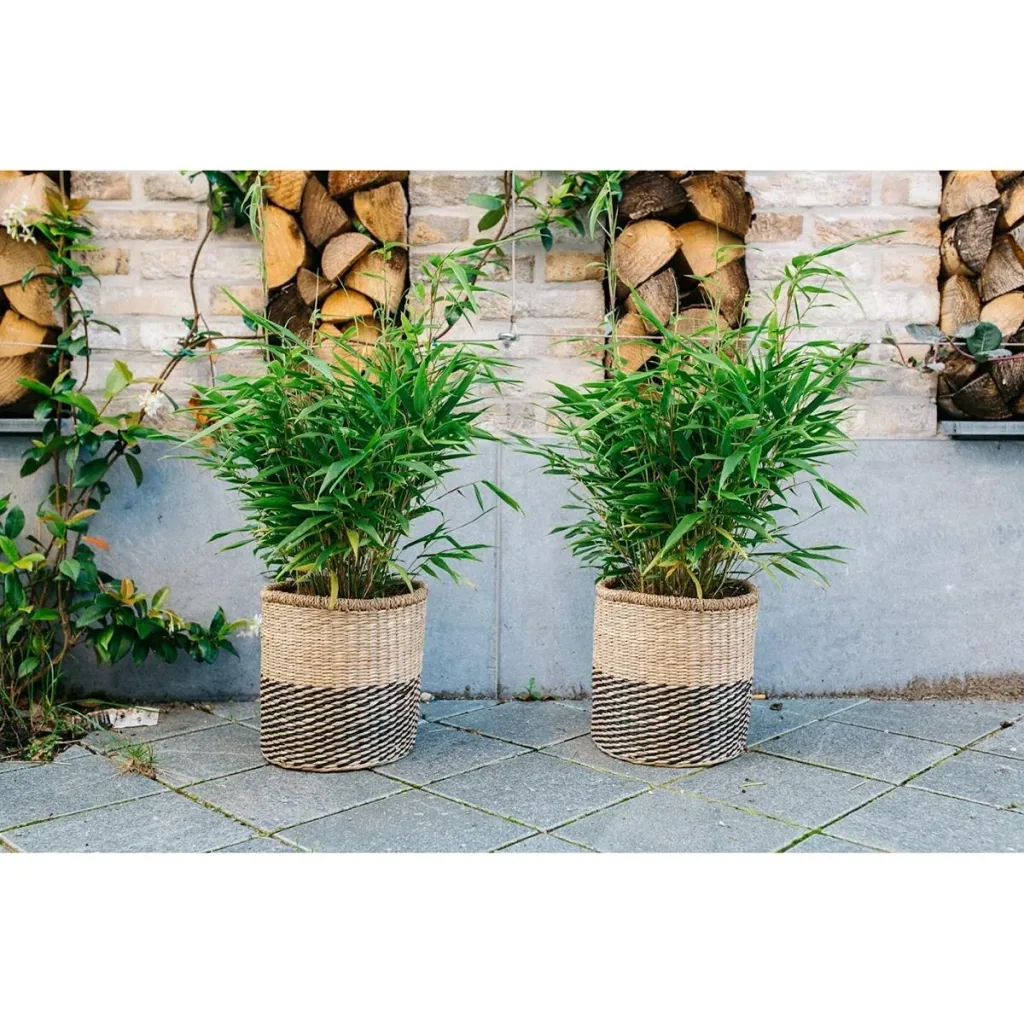 Flower-up Bamboo "Non-rotting" Medium - Fargesia - 40-60cm - 2 pieces