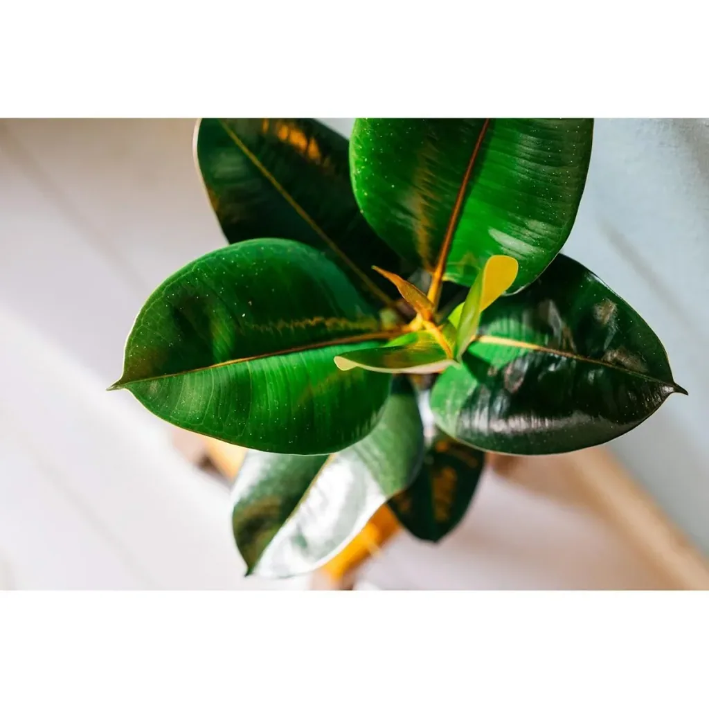 Flowering Rubber Tree - Ficus Elastica Robusta - Large - 50-60cm - 1 piece