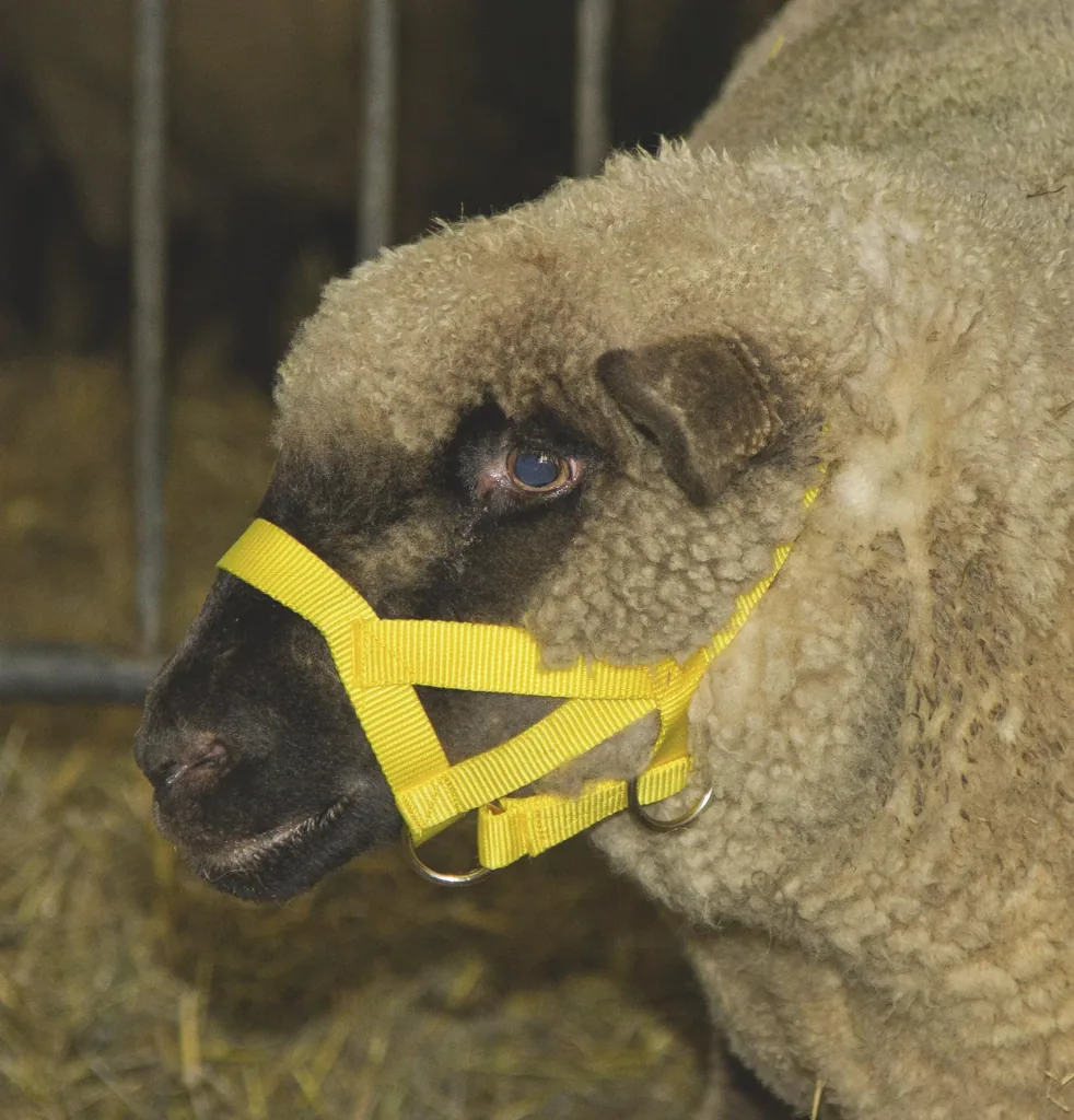 Head halter sheep - made of polymide (nylon)