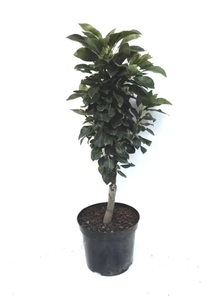 Dwarf pear "Luisa", 7.5L container, juicy, white flesh