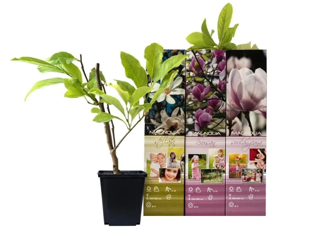 Flower-up 3er-Set Magnolie 30-40 cm