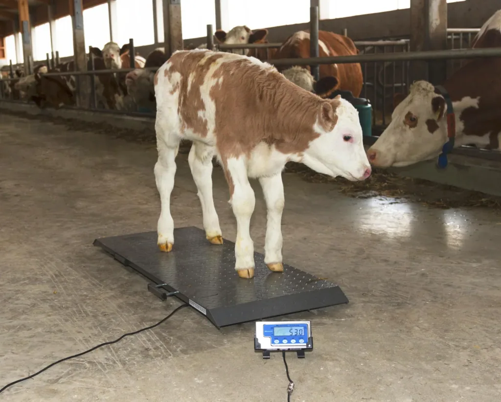 Animal scale PS1000 up to 500kg