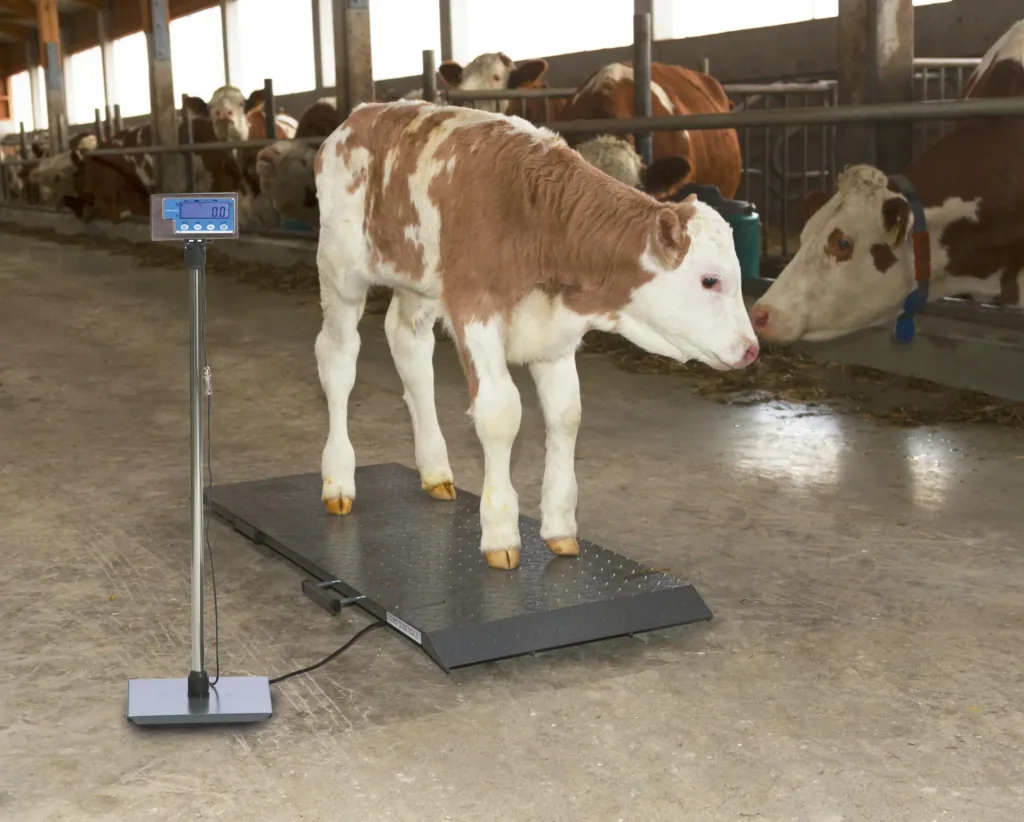 Animal scale PS1000 up to 500kg