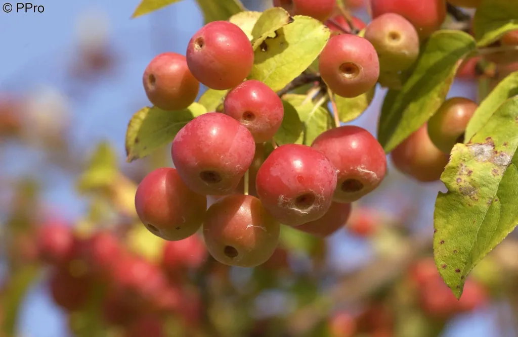 Ornamental Apple Red Sentinel Malus - 7 L Pot 80-100 cm