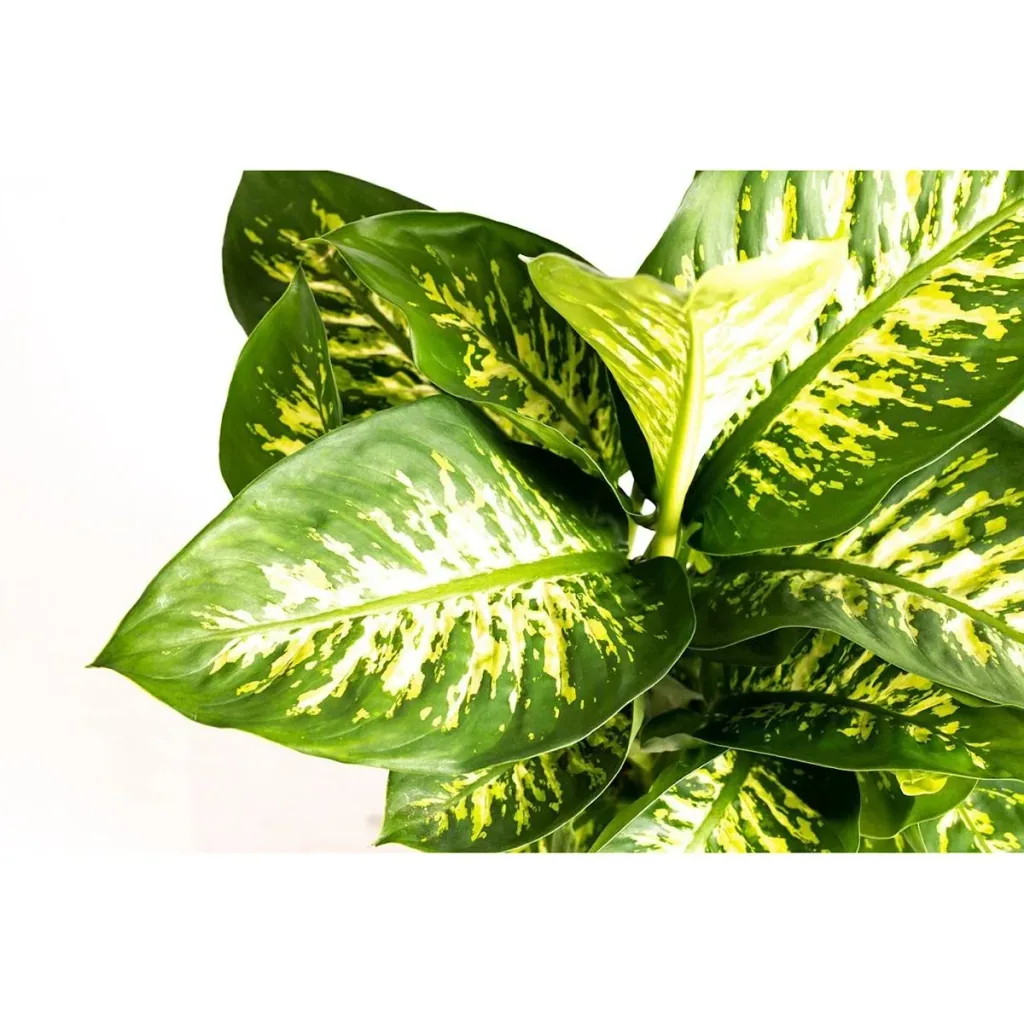 Flower-up Dieffenbachia Reeva Large - 60-65cm - 1 plant