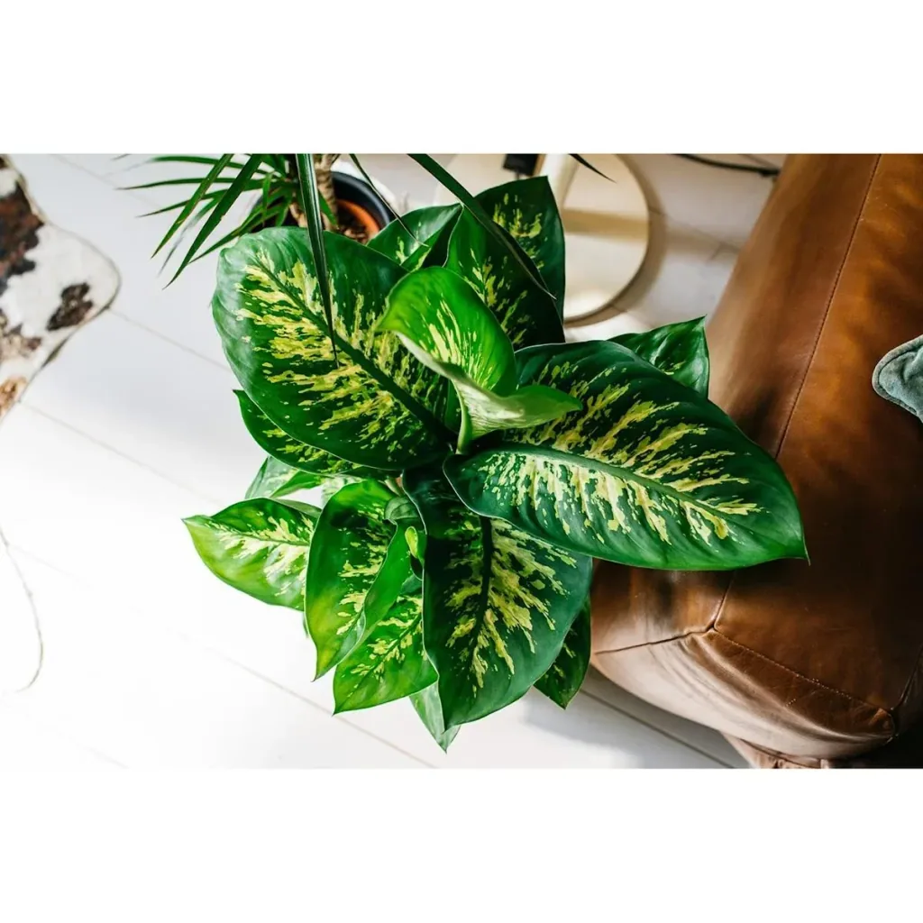 Flower-up Dieffenbachia Reeva Large - 60-65cm - 1 plant