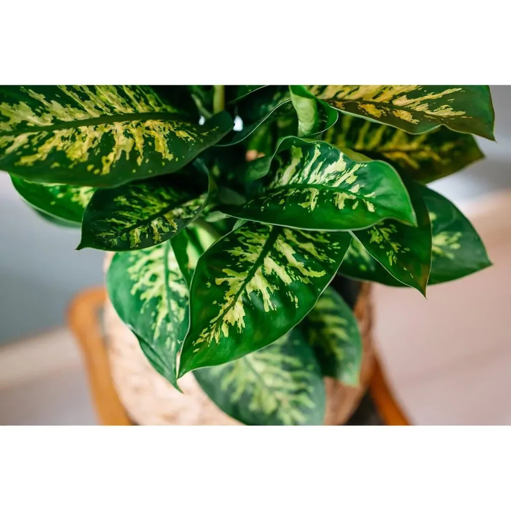 Flower-up Dieffenbachia Reeva Large - 60-65cm - 1 plant