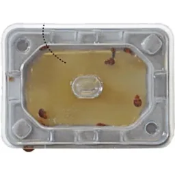 Catchmaster Slider Bed Bug Monitor