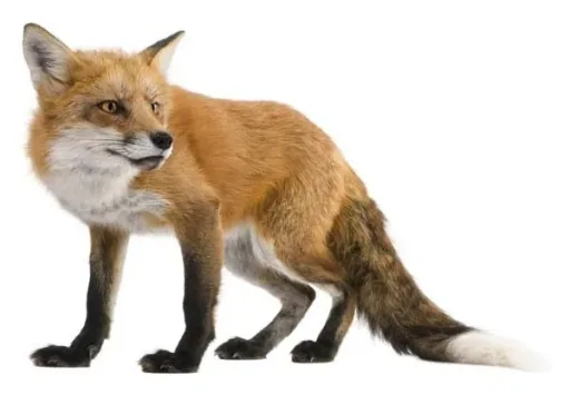 Young fox tube trap, 20 x 20 x 100 cm