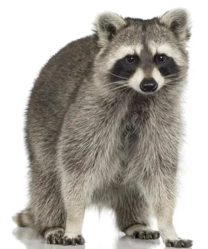 Raccoon trap, 40 x 33 x 105 cm
